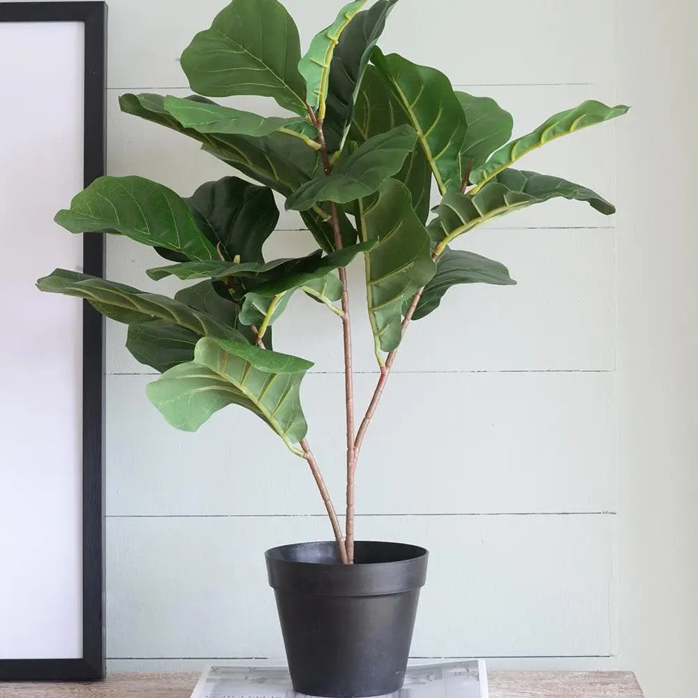 Potted Fiddle Leaf Tree