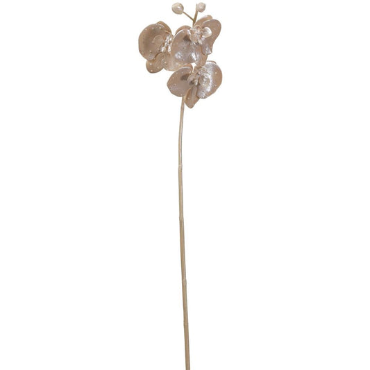 31" Pearl Phalaenopsis Orchid Spray