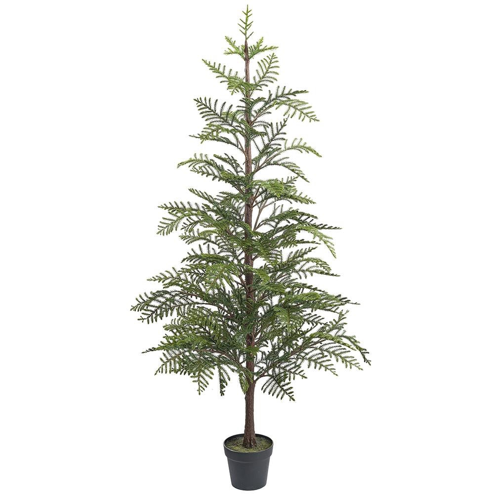 Norfolk Pine Tree in Pot- 2 Sizes