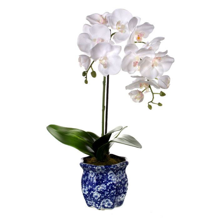 Phaleanopsis In Ming Pot 22"