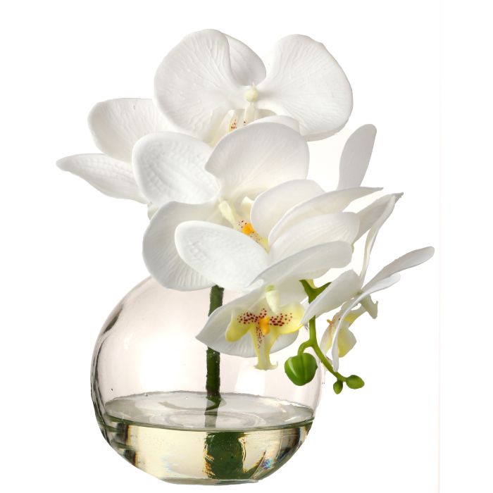 Phaleanopsis Bud In Illusion 10"