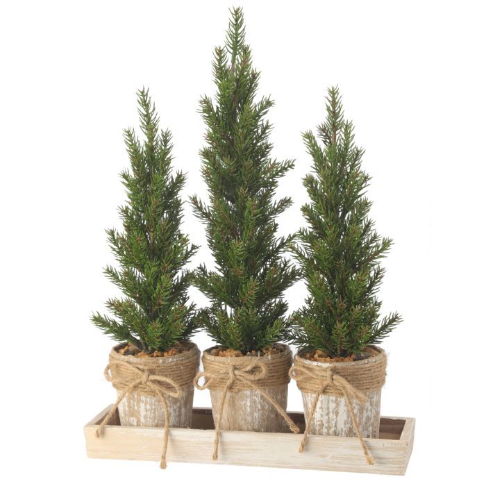 Triple Potted Pine Seedling Tray