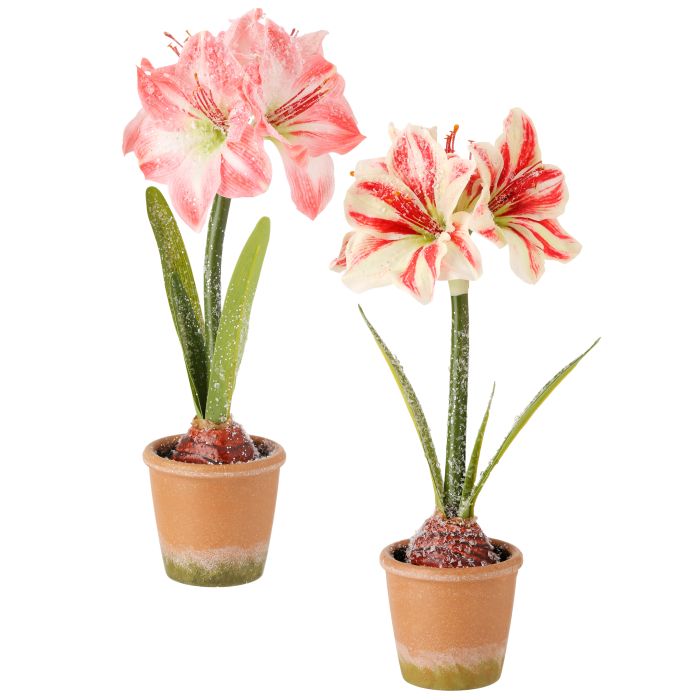 15" Frosted Potted Mini Amaryllis, 2 Styles