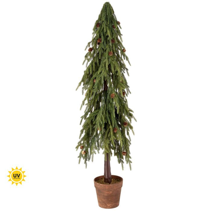48" & 60" Potted Soft Touch Norfolk Pine Trees