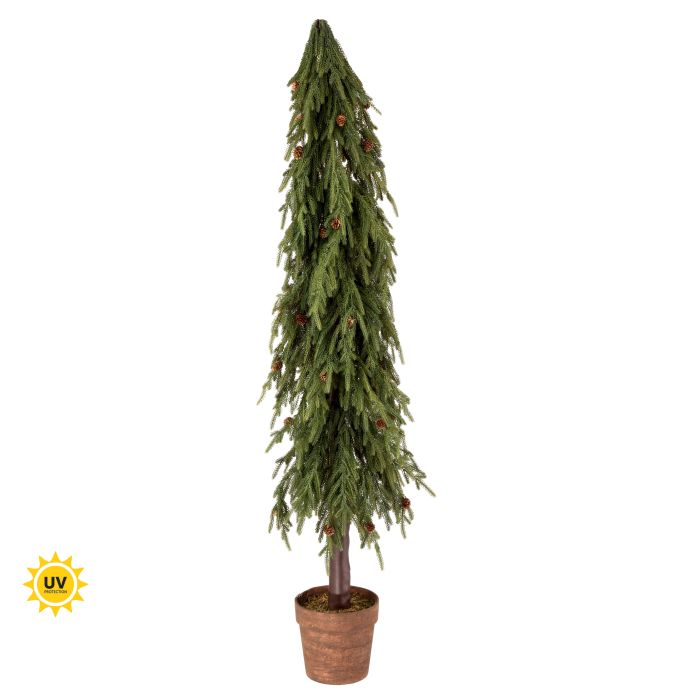 48" & 60" Potted Soft Touch Norfolk Pine Trees
