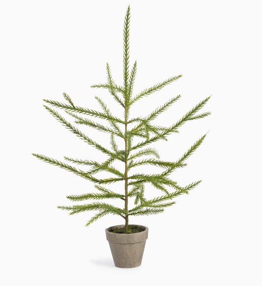 Norfolk Pine Potted Seedling