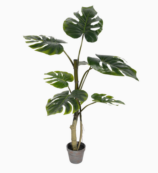 38" Potted Split Philo Tree