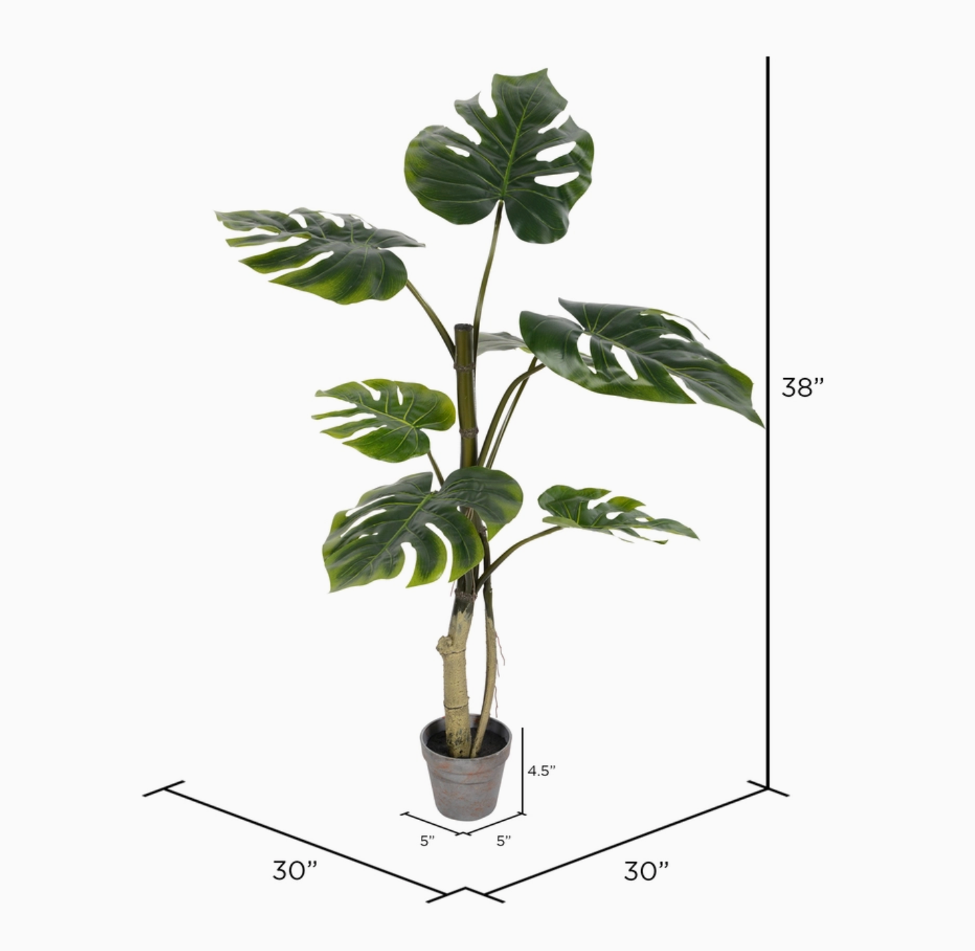 38" Potted Split Philo Tree
