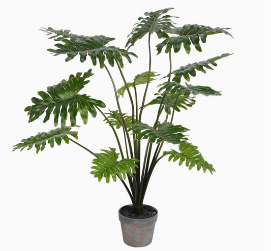 38" Potted Philo Bush