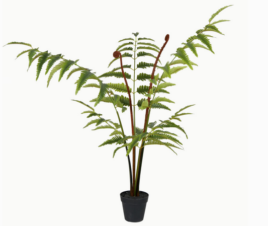 3' Potted Leather Fern