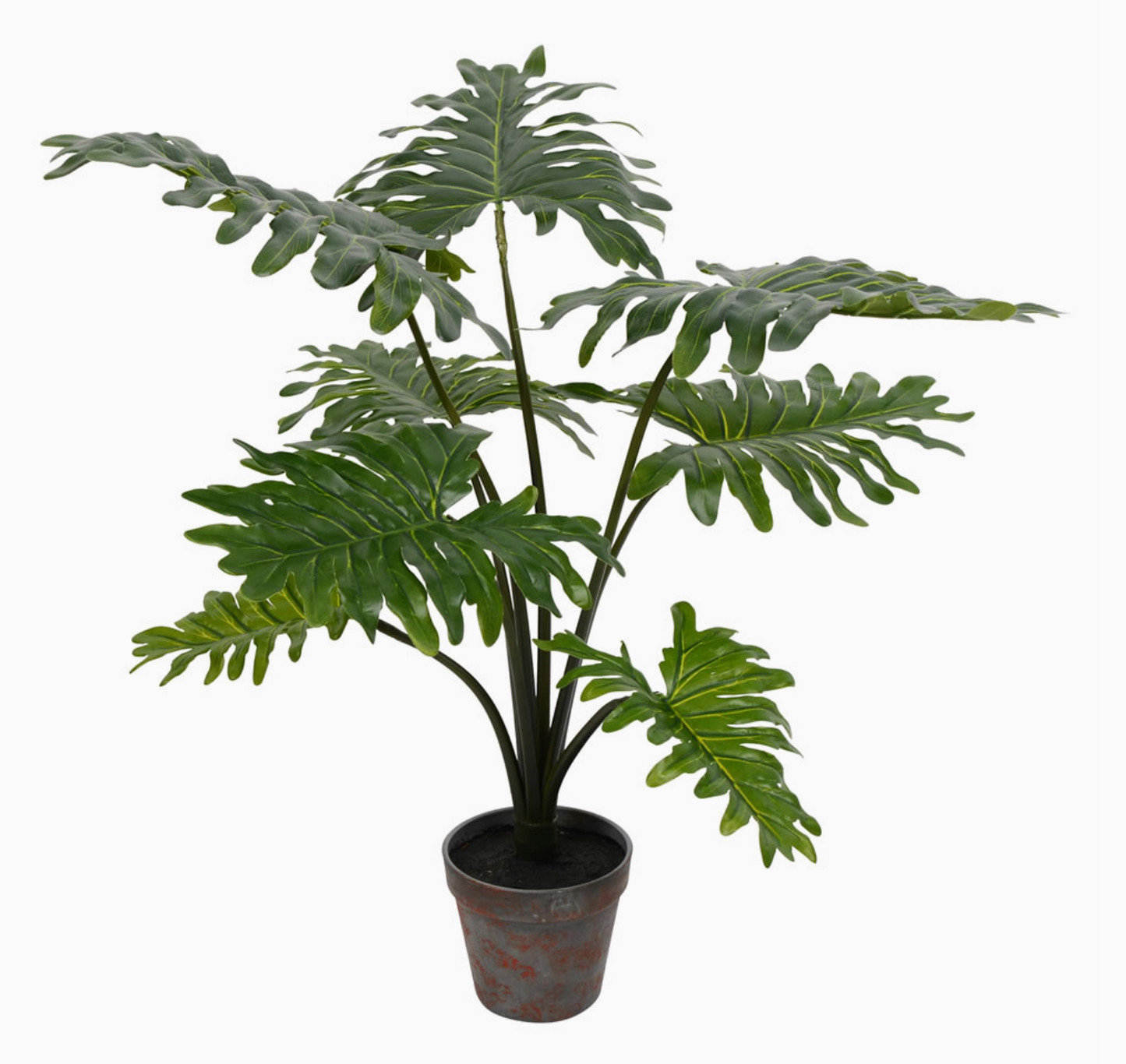 25" Potted Grand Philo Bush