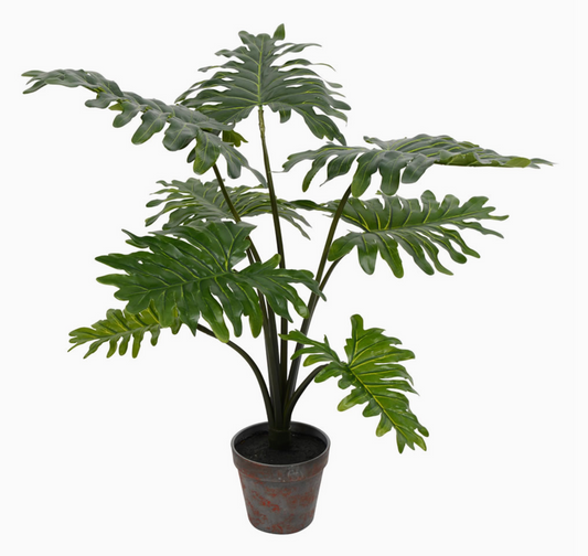 25" Potted Grand Philo Bush