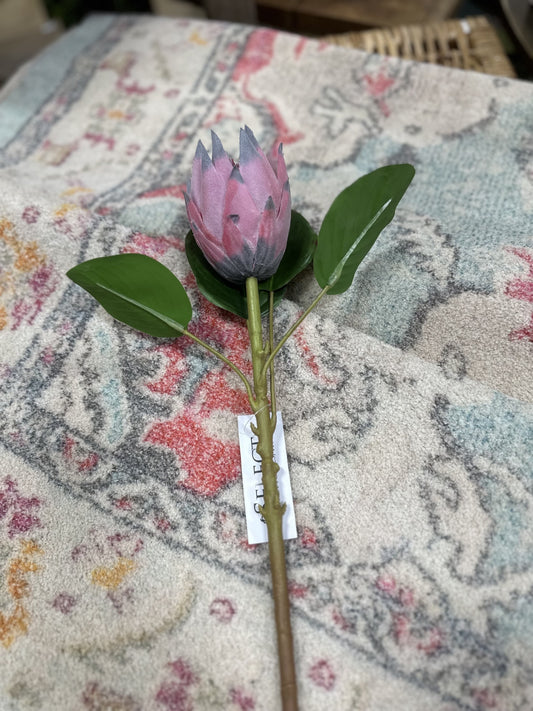 SA 20" Protea Single Stem