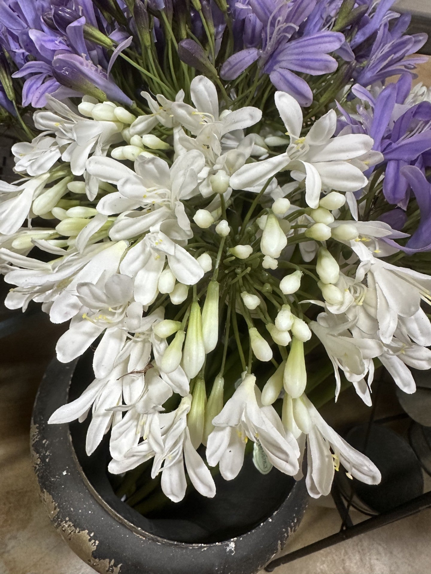 27" Just Cut Agapanthus Stem