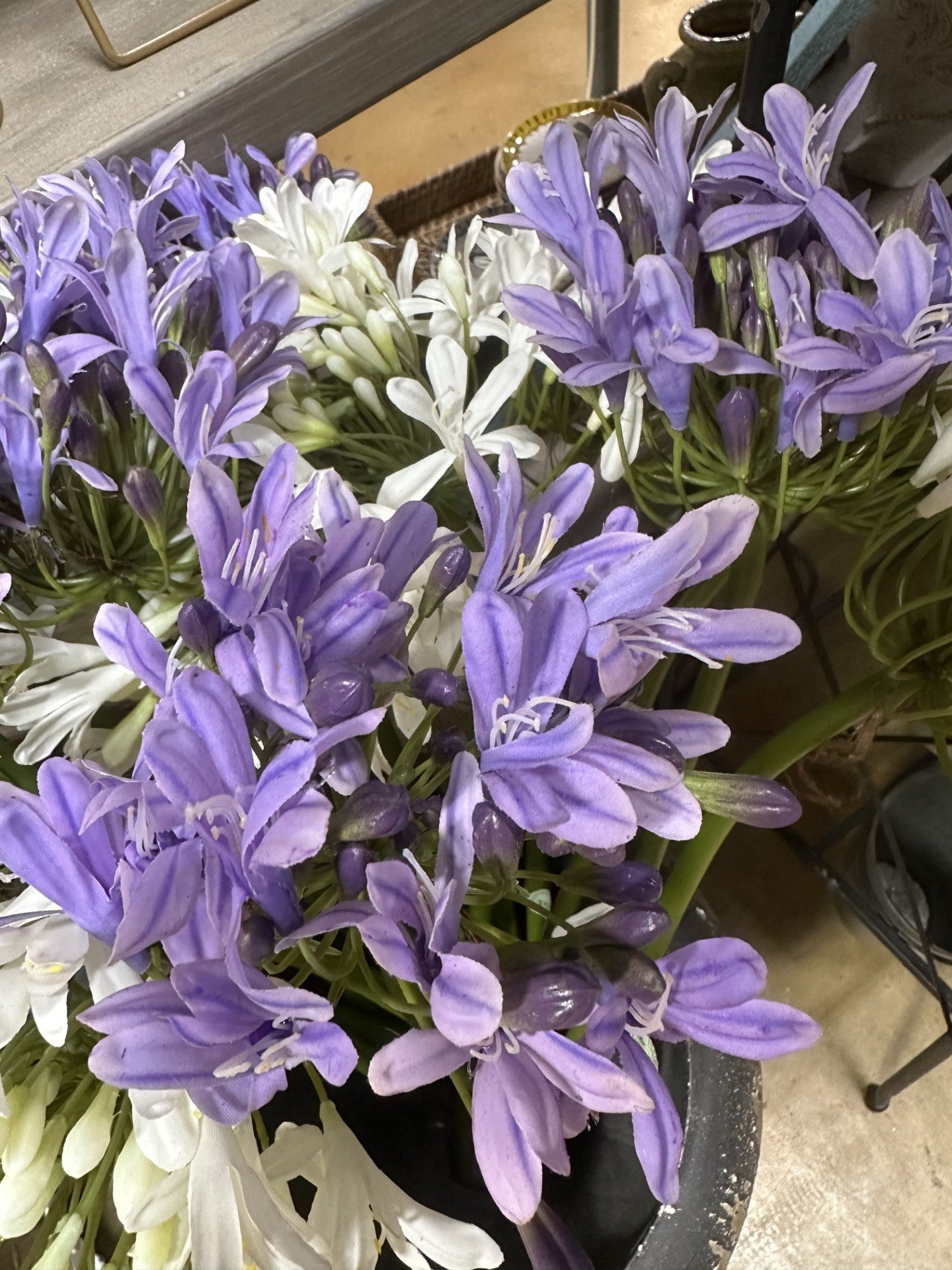 27" Just Cut Agapanthus Stem