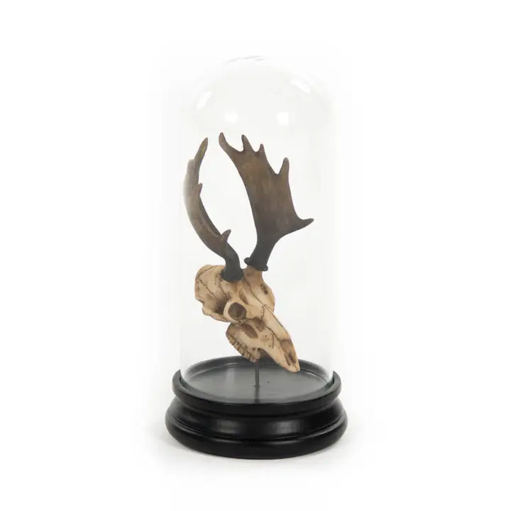 Skull w/ Bell Glass, 2 Styles