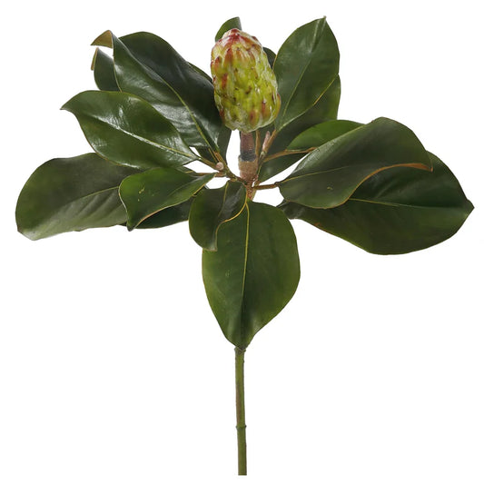 21" Green Magnolia Bud