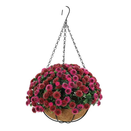 Mum Hanging Basket 12"