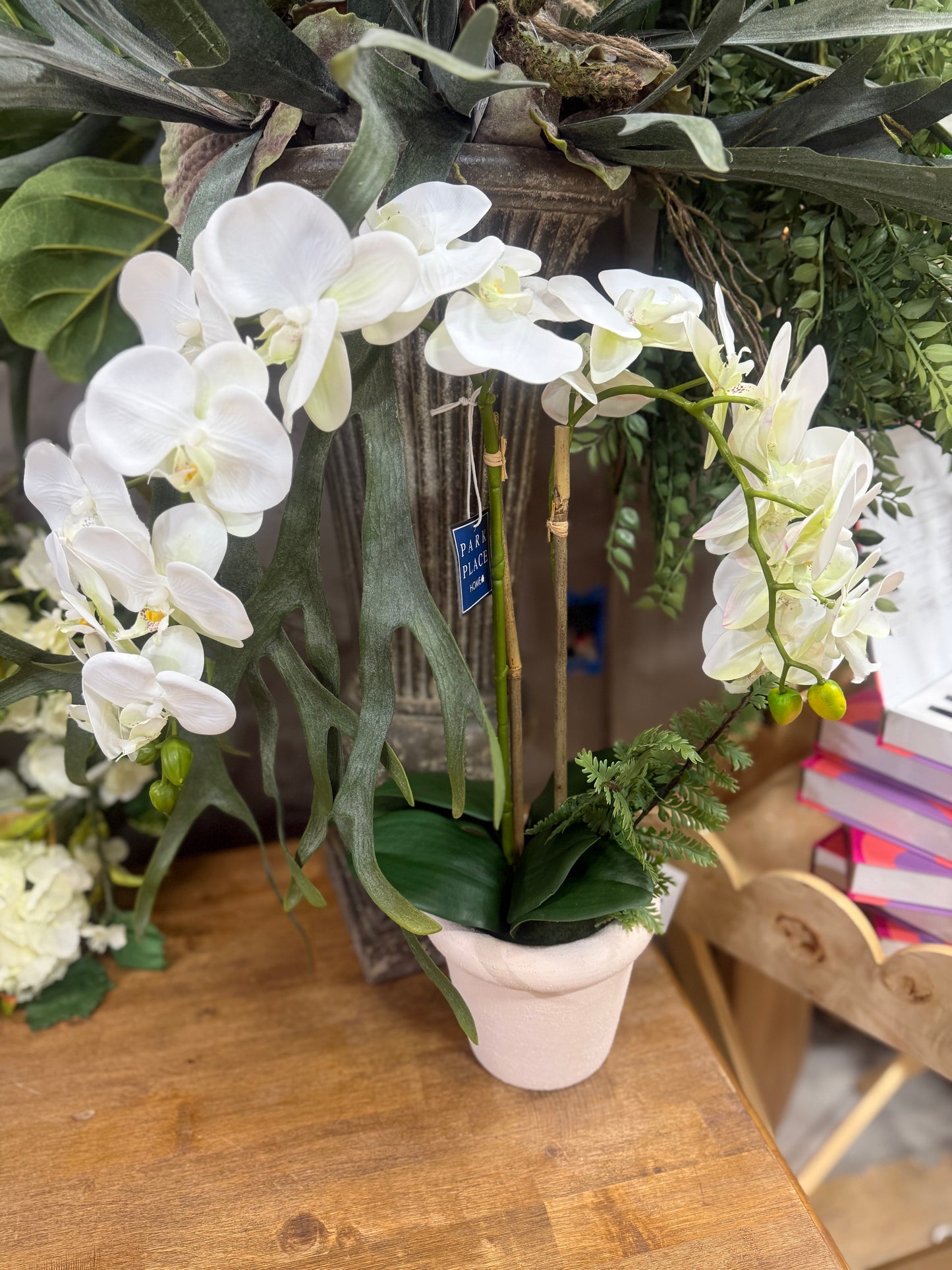 24" Phalaenopsis Orchid Plant in Terra Cotta Pot