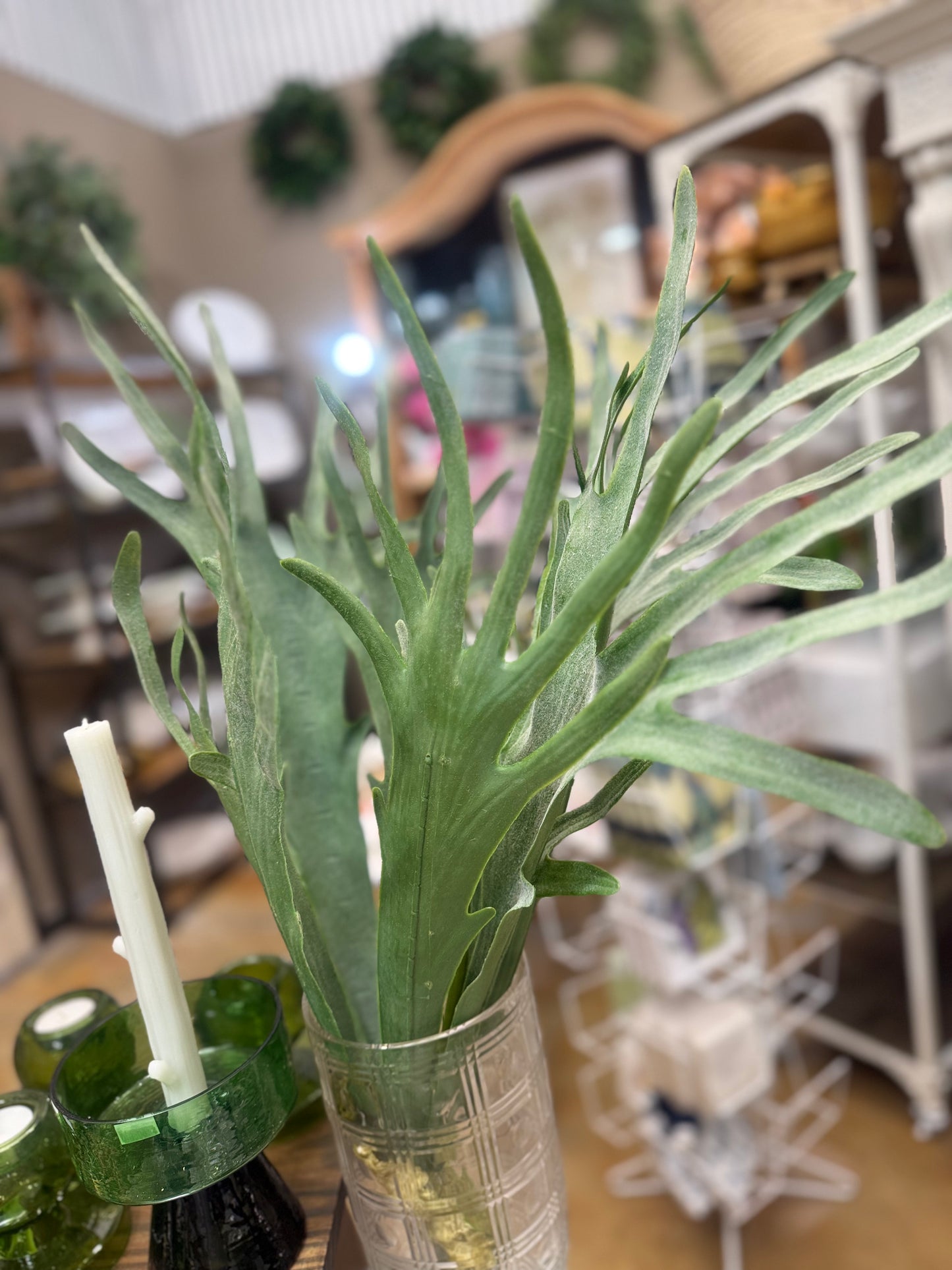 30" Staghorn Fern Bush
