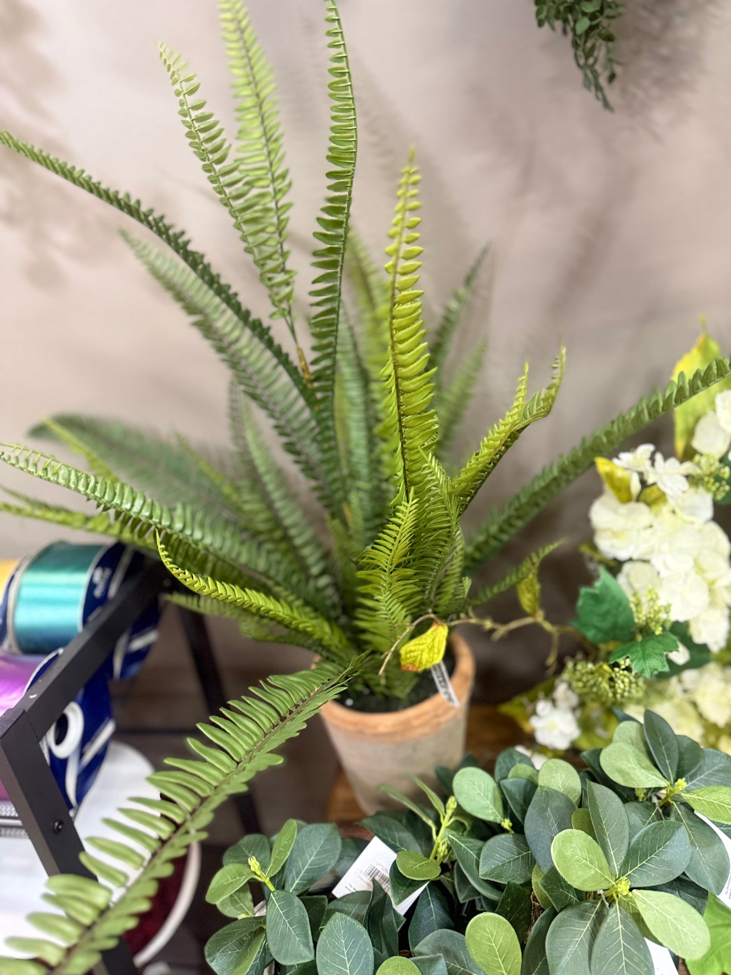 28" Boston Fern in Clay Pot