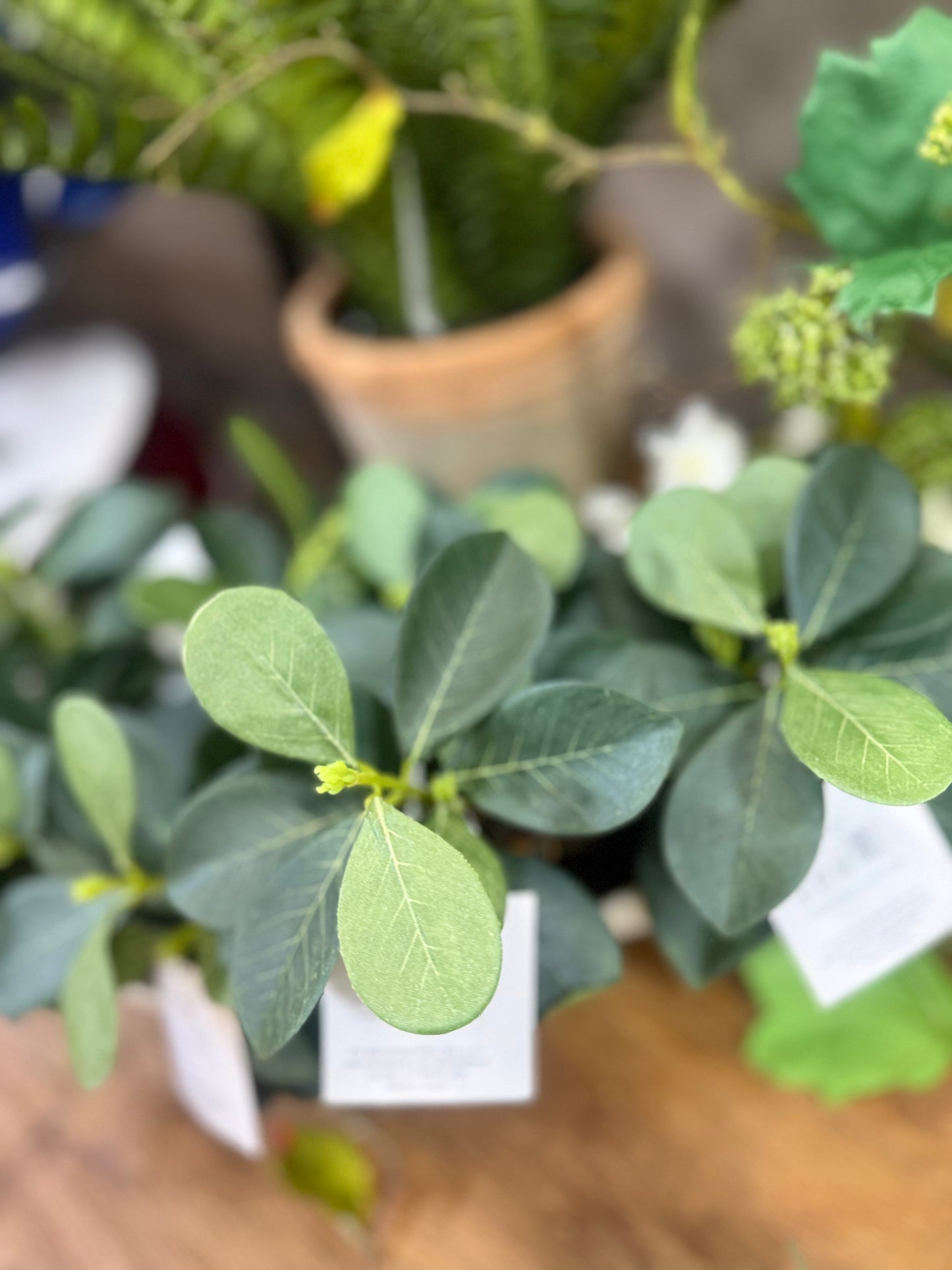 6" Wild Pomegranate Leaf Plant Drop In