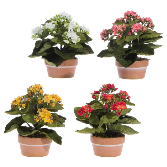 7.5" Potted Kalanchoe, 4 Colors