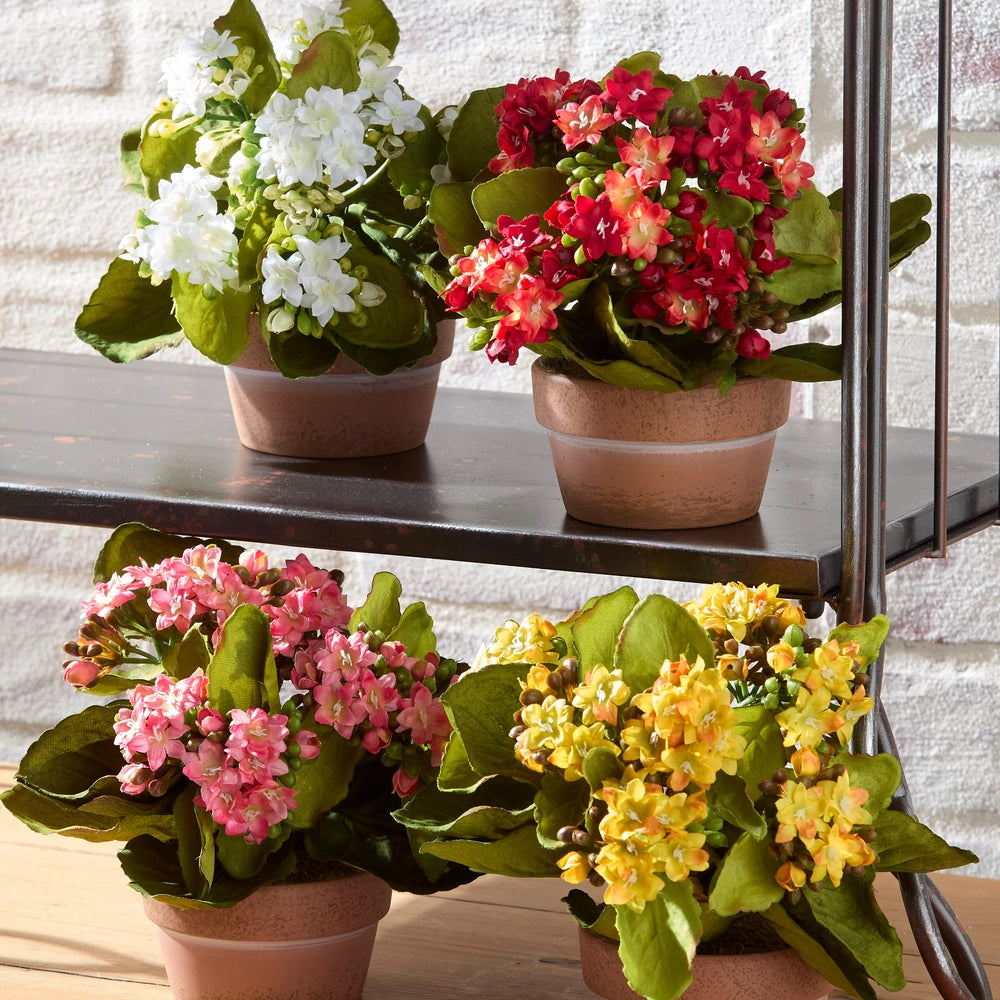 7.5" Potted Kalanchoe, 4 Colors