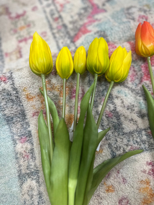 FC 16" Tulip Stem Bundle x 5 (4 Colors)