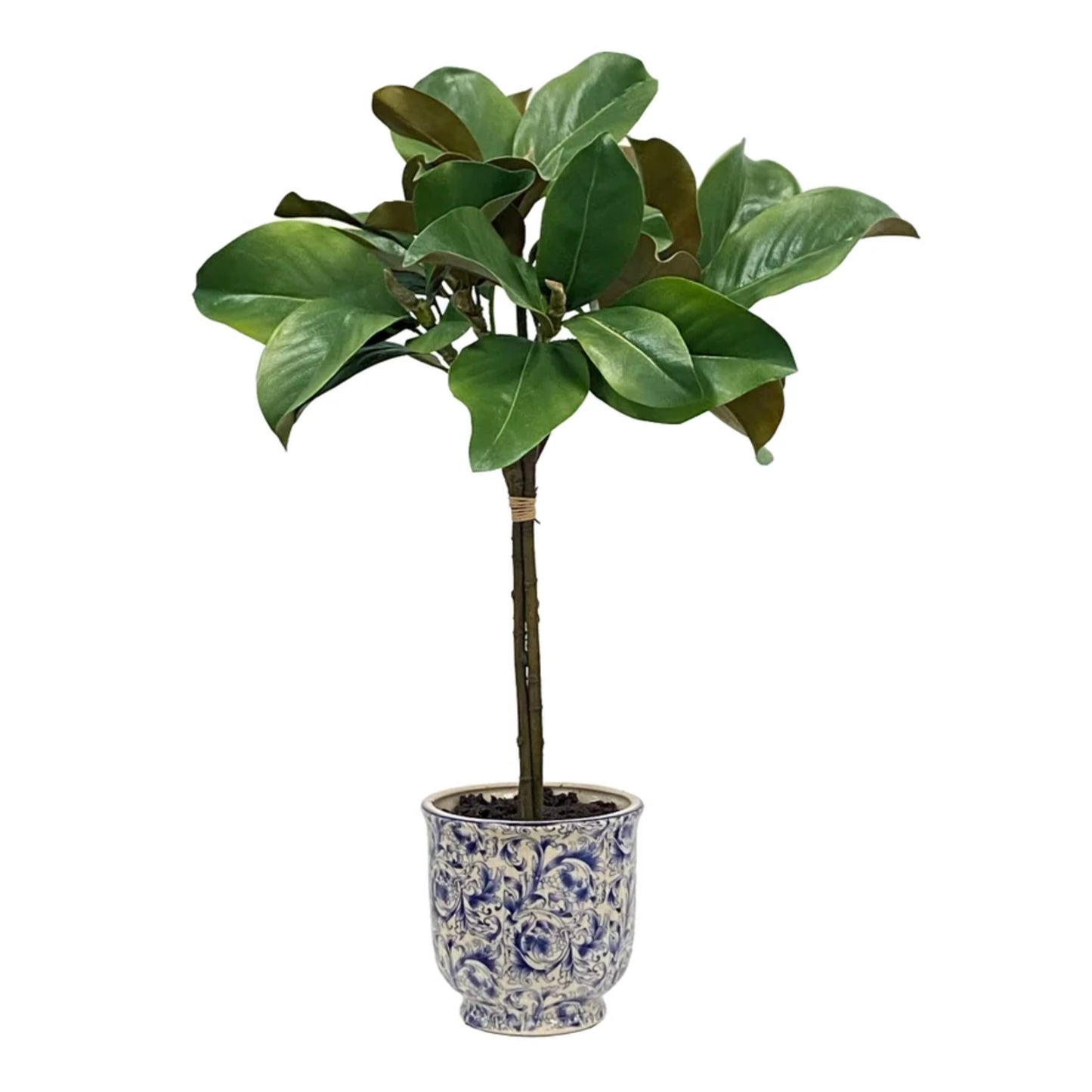 24" Magnolia Leaf Tree