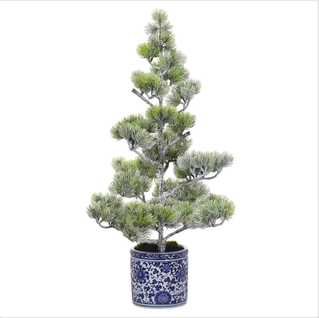 Noble Fir Tree in Ceramic Vase- 2 Sizes