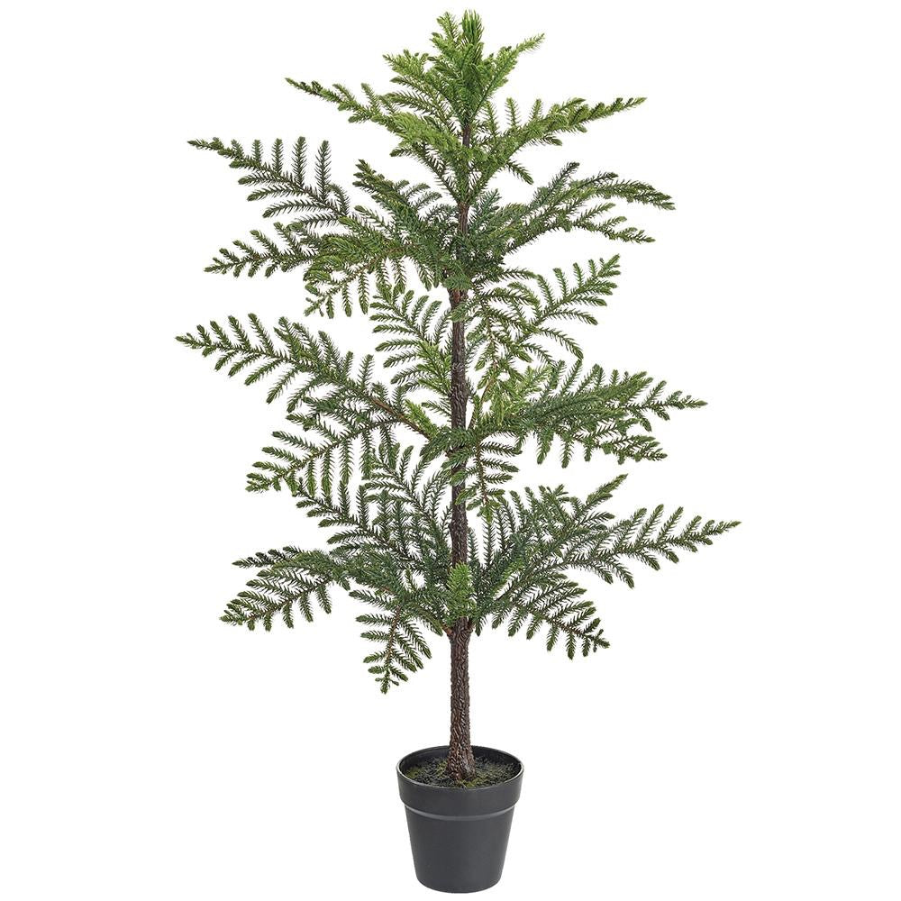 Norfolk Pine Tree in Pot- 2 Sizes