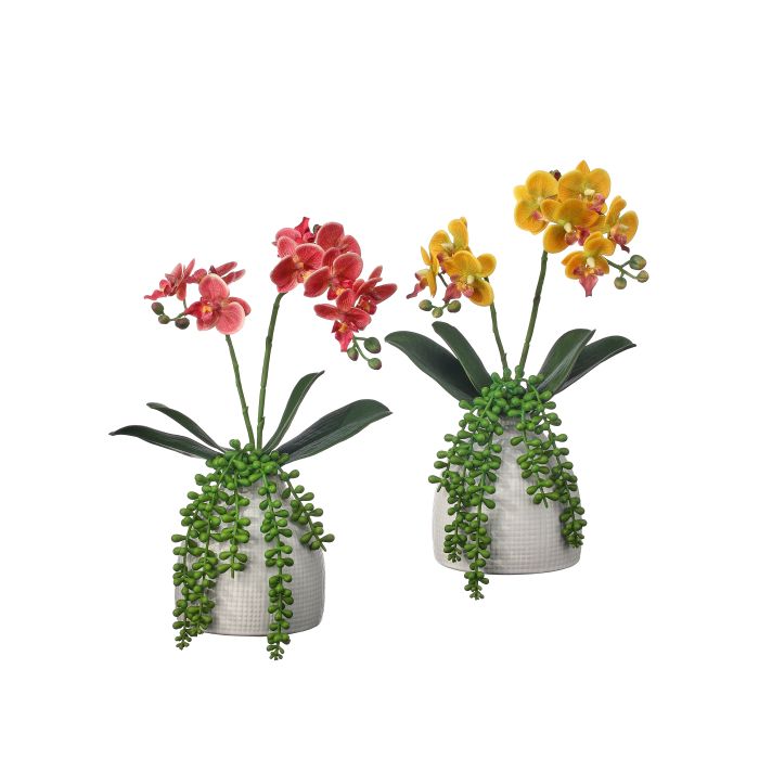 13" Potted Petite Orchid with Succulent, 2 Styles