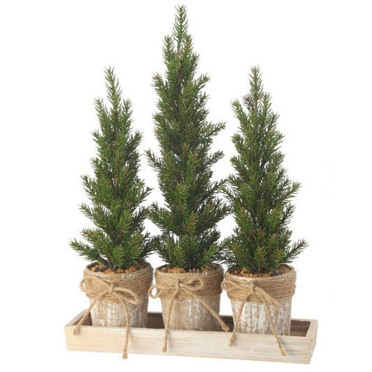 Triple Potted Pine Seedling Tray