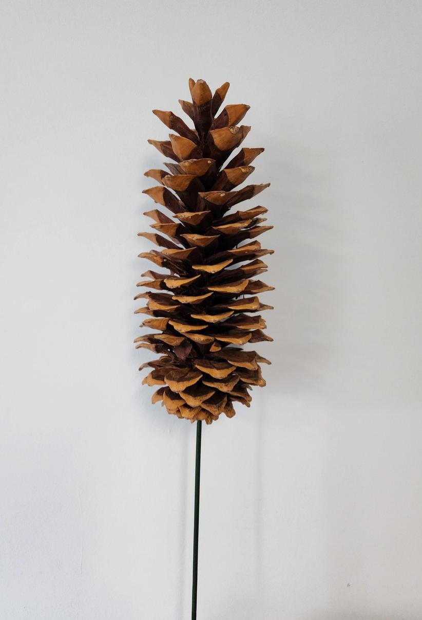 12" Sugar Pine Cone Pick-Natural