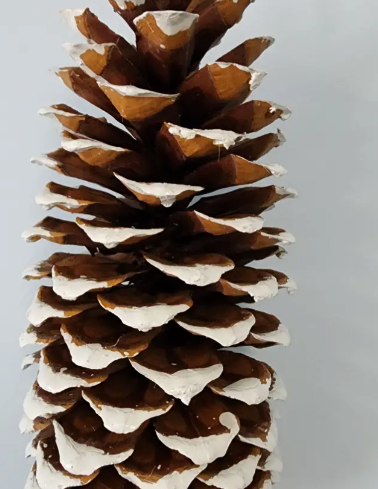 12" Sugar Pine Cone Pick-White Tipped