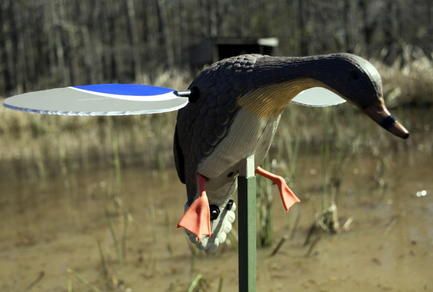 Baby MOJO Mallard® Drake Spinning Wing Decoy