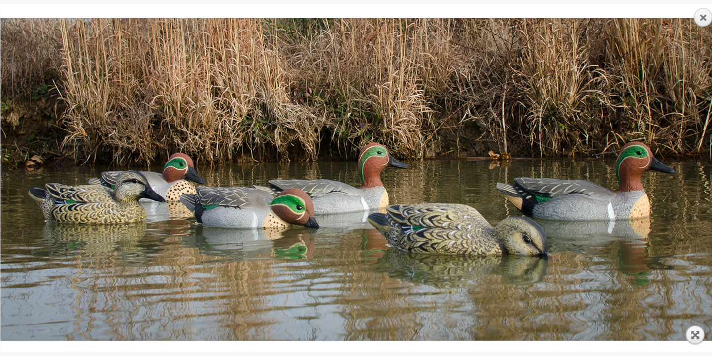 Standard Teal Green Wing Teal Species Multi Color Foam Filled 6 Pack