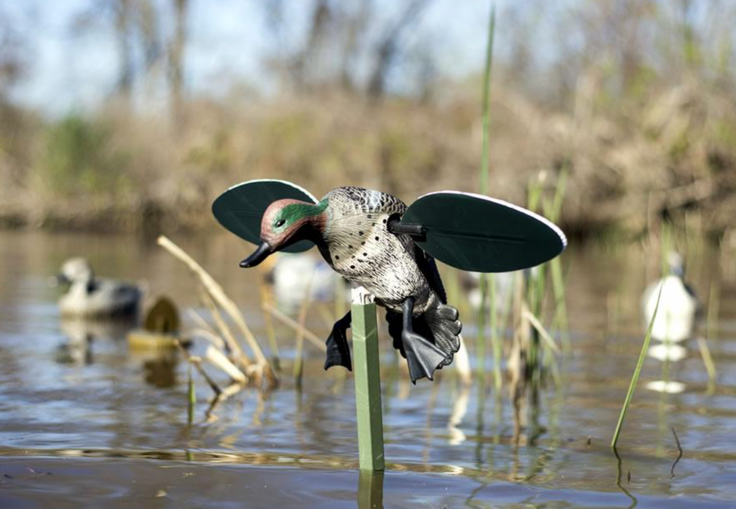 MOJO Green-Wing Teal