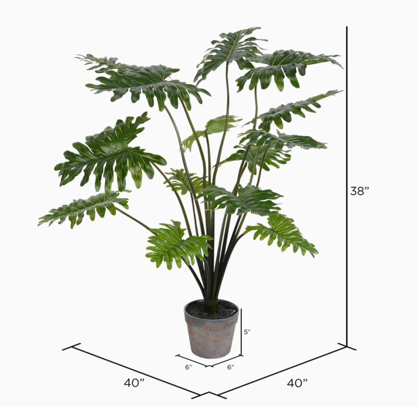 38" Potted Philo Bush