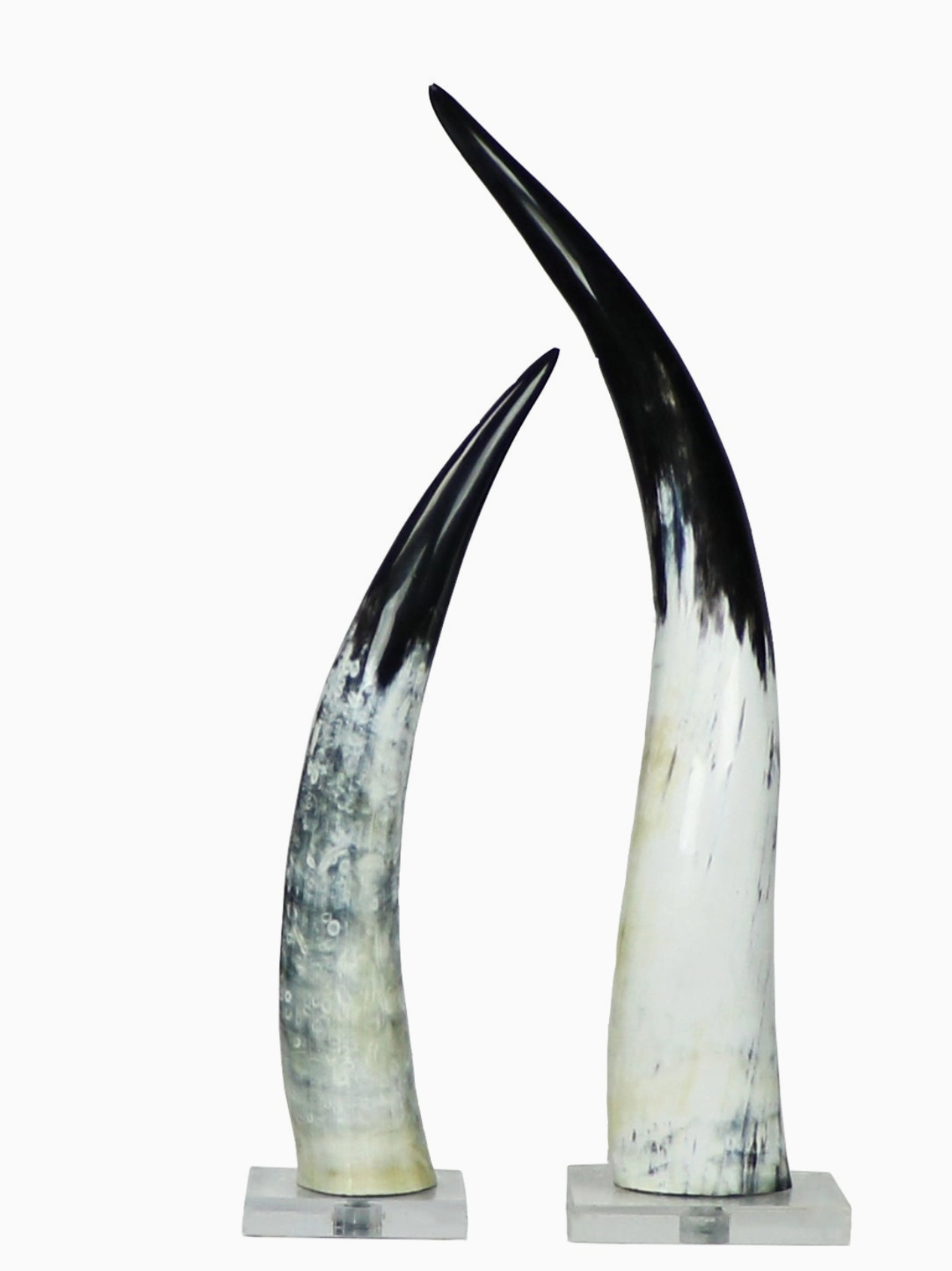 Black & White Cow Horn On Base - 2 Sizes