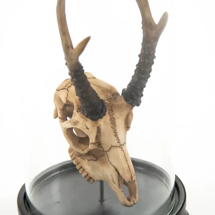 Skull w/ Bell Glass, 2 Styles