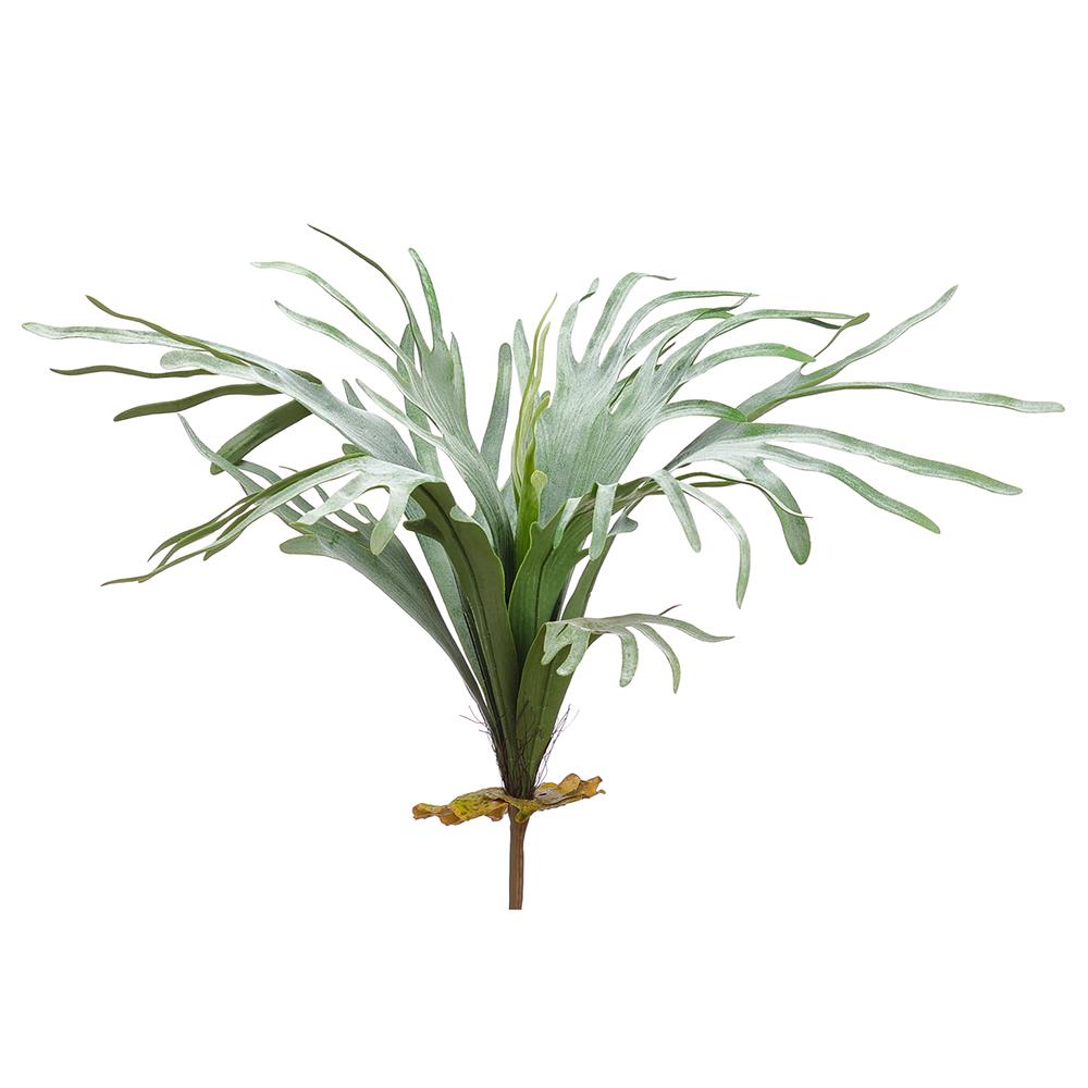 30" Staghorn Fern Bush