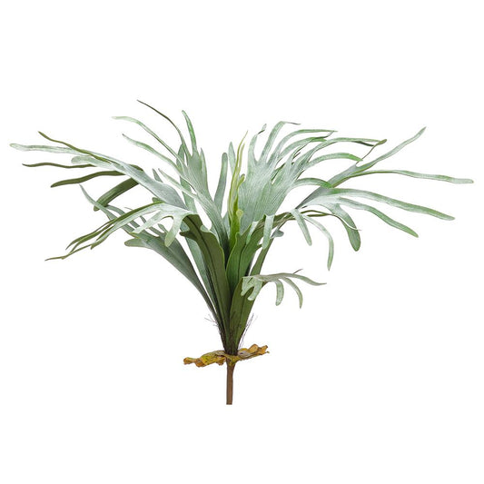 30" Staghorn Fern Bush