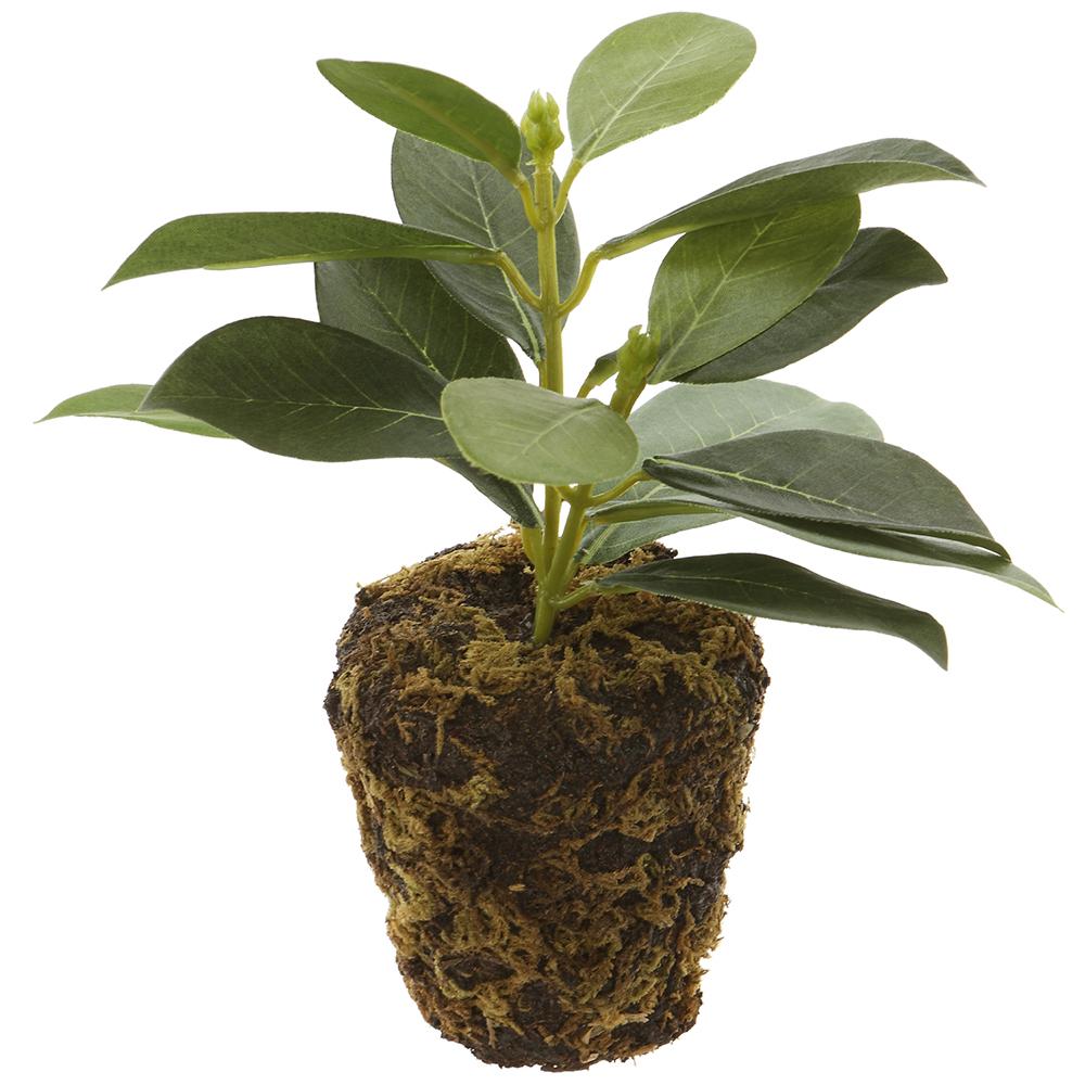 6" Wild Pomegranate Leaf Plant Drop In