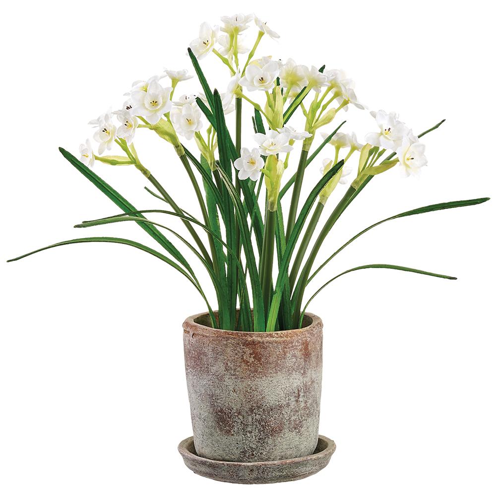 16.5" White Daffodil in Pot