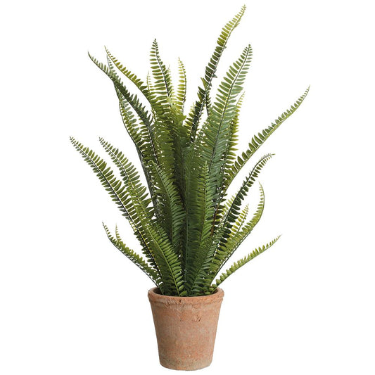 28" Boston Fern in Clay Pot
