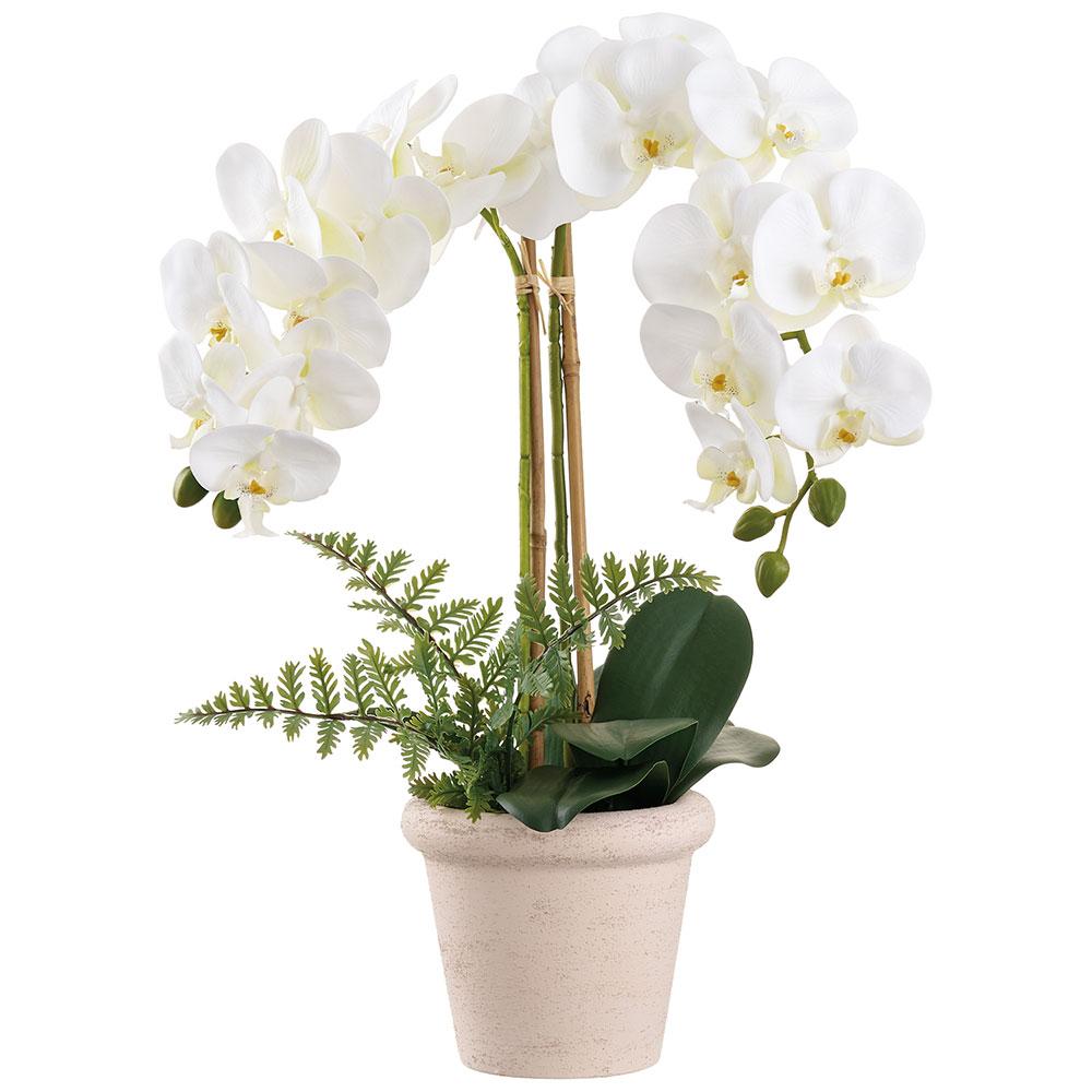 24" Phalaenopsis Orchid Plant in Terra Cotta Pot