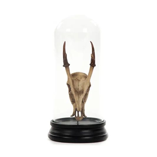 Skull w/ Bell Glass, 2 Styles
