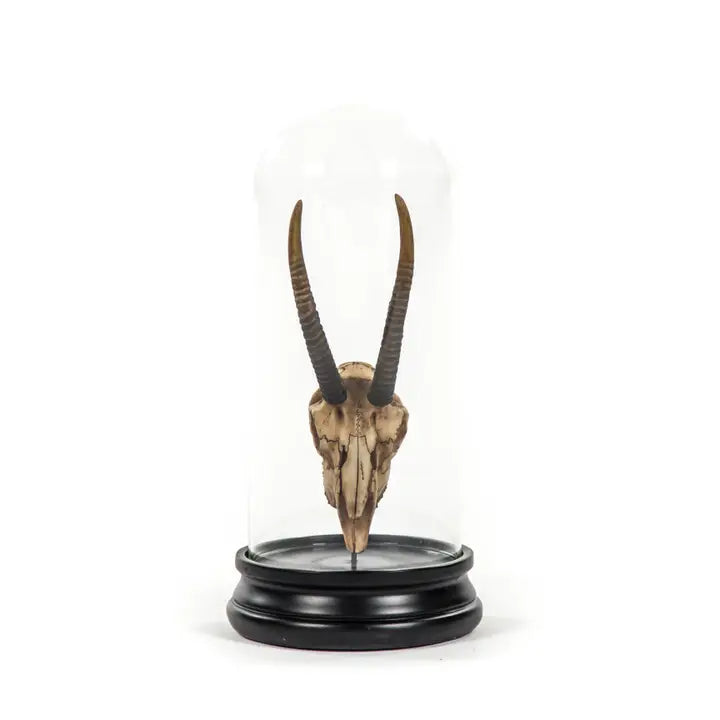 Skull w/ Bell Glass, 2 Styles